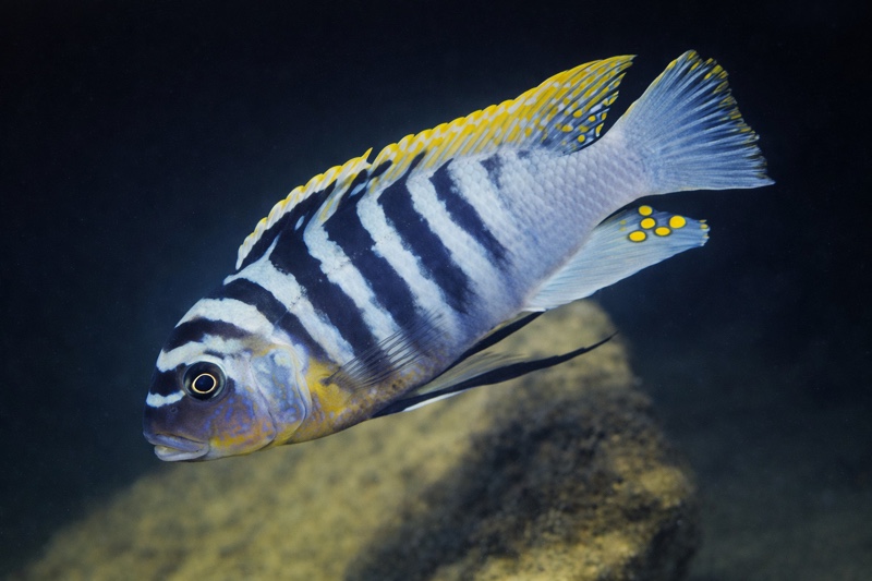 Maylandia fainzilberi 'Hongi Island'